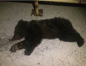 Τρίτο θανατηφόρο τροχαίο σε τρεις μήνες με θύμα αρκουδάκι στην περιοχή Κλειδί Αμυνταίου thumb