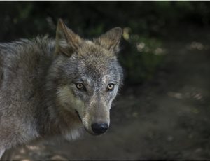 5 μύθοι και αλήθειες για τους λύκους στην Πάρνηθα thumb