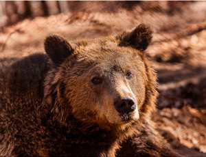Έρευνα του ΑΡΚΤΟΥΡΟΥ με δεδομένα 22 ετών δείχνει ότι η αύξηση των αρκούδων στην Ελλάδα δεν σημαίνει περισσότερες ζημιές thumb