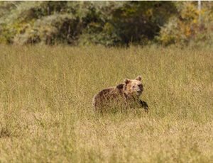 Climate change and species interactions are reshaping the distribution of the brown bear in Europe thumb