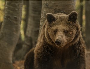 Κατερίνα, Η δυναμική γιαγιά του Κέντρου