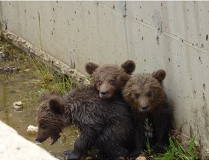 Ευτυχής κατάληξη στην περιπέτεια τριών μικρών αρκούδων thumb