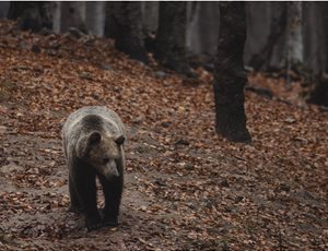 Η άναρχη χωροθέτηση Ανανεώσιμων Πηγών Ενέργειας απειλεί την αρκούδα και τη βιοποικιλότητα στην Ελλάδα thumb
