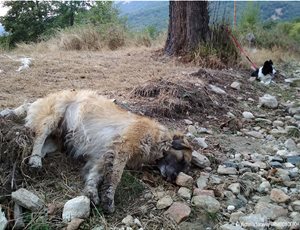 Μαζικά κρούσματα φόλας: Τουλάχιστον 50 σκυλιά νεκρά στην περιοχή Αμύνταιου - Φλώρινας thumb