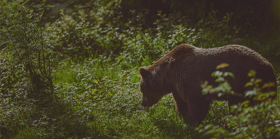 Reintegration in Natural Habitat