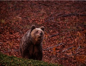 Tasoula, The famous blonde bear!