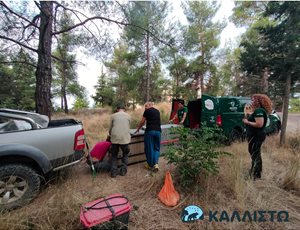 Successful capture of the habituated wolf in Polichni, Thessaloniki thumb