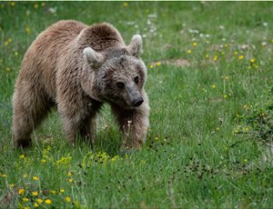 Ανακοίνωση του ΑΡΚΤΟΥΡΟΥ σχετικά με την απόφαση της Γενικής Διεύθυνσης Δασών για την απομάκρυνση αρκούδων thumb
