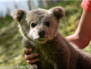 ARCTUROS will take care of Luigi, an orphan bear cub thumb