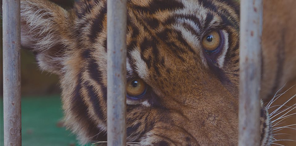 Animals in Captivity