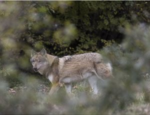 19 Περιβαλλοντικές Οργανώσεις ζητούν από την Ελληνική Κυβέρνηση να μην συναινέσει σε αλλαγή του καθεστώτος προστασίας του λύκου στην Ευρώπη thumb