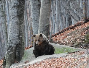 Ειρήνη