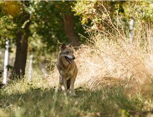 Επιστολή 213 Περιβαλλοντικών Οργανώσεων καλεί τα κράτη μέλη της ΕΕ να μην υποβαθμίσουν το καθεστώς προστασίας του λύκου thumb
