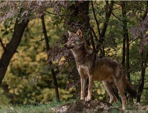 Κοινή ανακοίνωση 16 Περιβαλλοντικών Οργανώσεων για Δελτίο Τύπου της ΕΕ που αφορά την κατάσταση διατήρησης του λύκου στην Ευρώπη thumb