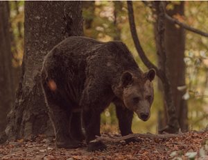Γιωργάκης, Ο γηραιότερος αρκούδος του Κέντρου