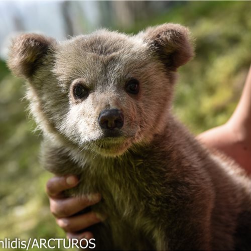 Picture of Arcturos