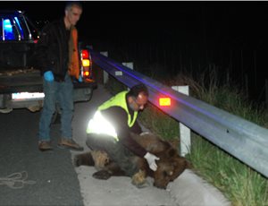 Bear killed in road accident – Requirement for additional measures on the road KA45 axis thumb