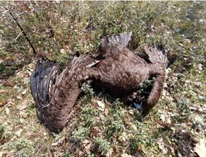 Αλυσίδα θανάτου για τους μαυρόγυπες στο Εθνικό Πάρκο Δαδιάς thumb