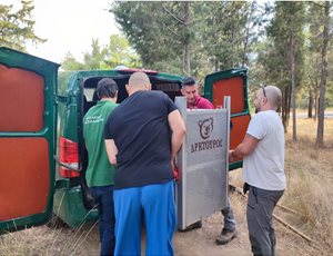 Επιτυχής έκβαση της επιχείρησης σύλληψης του εξοικειωμένου λύκου στην Πολίχνη Θεσσαλονίκης thumb