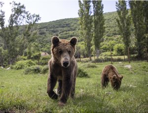 Μπράντλεϊ, Ο λιχούδης του Κέντρου!